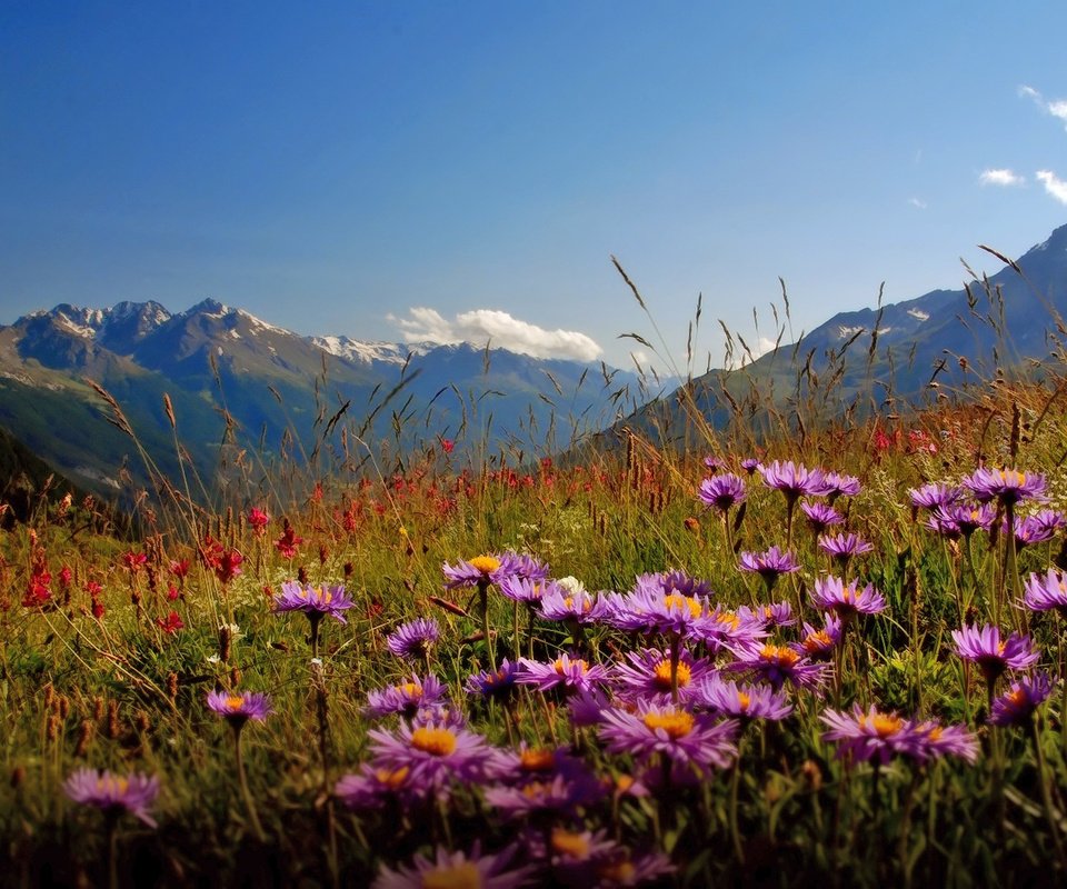 Обои цветы, горы, долина, flowers, mountains, valley разрешение 1920x1080 Загрузить