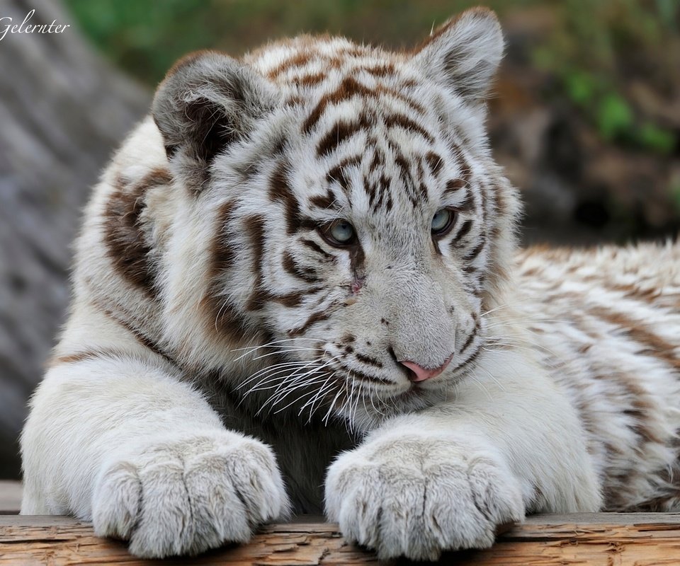 Обои тигр, белый, хищник, тигренок, оррр, tiger, white, predator разрешение 2048x1362 Загрузить