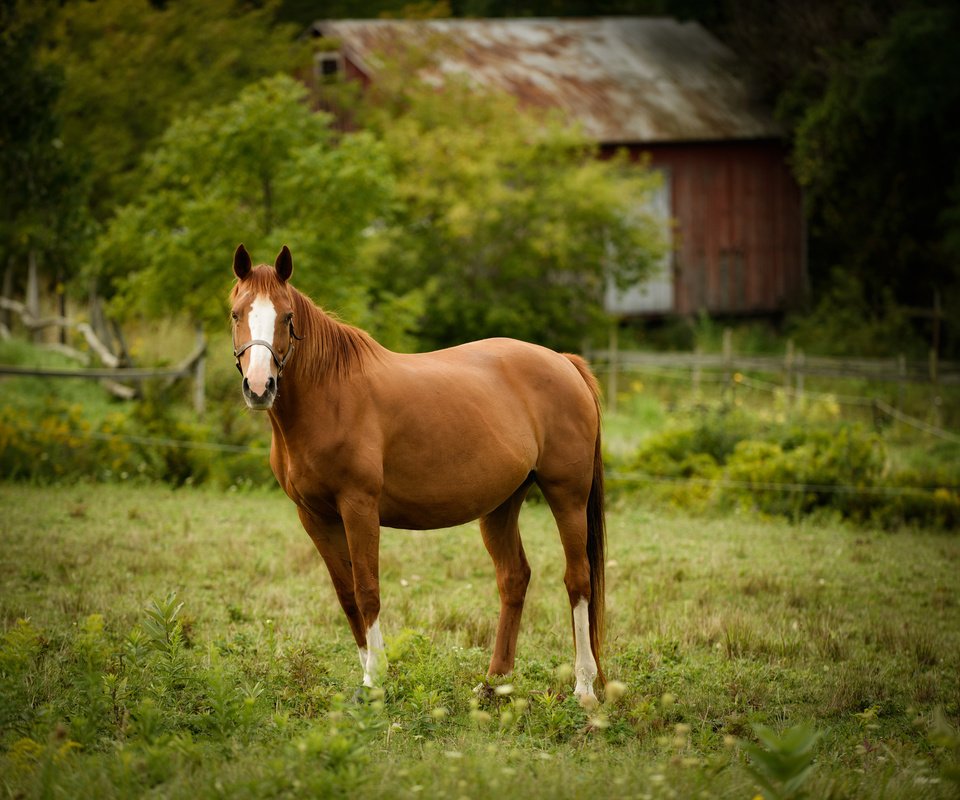 Обои лошадь, взгляд, забор, дом, пастбище, конь, загон, horse, look, the fence, house, pasture, corral разрешение 2048x1418 Загрузить