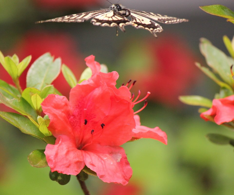 Обои цветы, насекомое, бабочка, в полёте, flowers, insect, butterfly, in flight разрешение 5184x3456 Загрузить