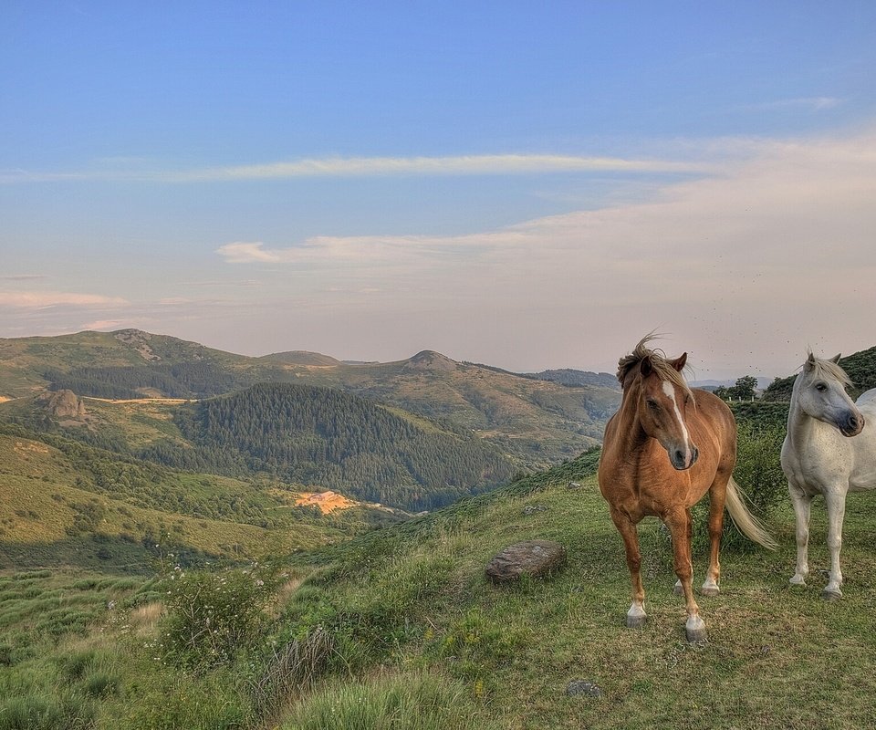 Обои небо, горы, пейзаж, лошади, кони, the sky, mountains, landscape, horse, horses разрешение 1920x1200 Загрузить