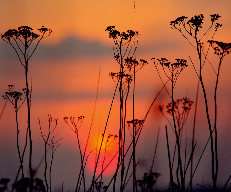 Обои небо, облака, вечер, закат, силуэт, растение, the sky, clouds, the evening, sunset, silhouette, plant разрешение 2048x1364 Загрузить