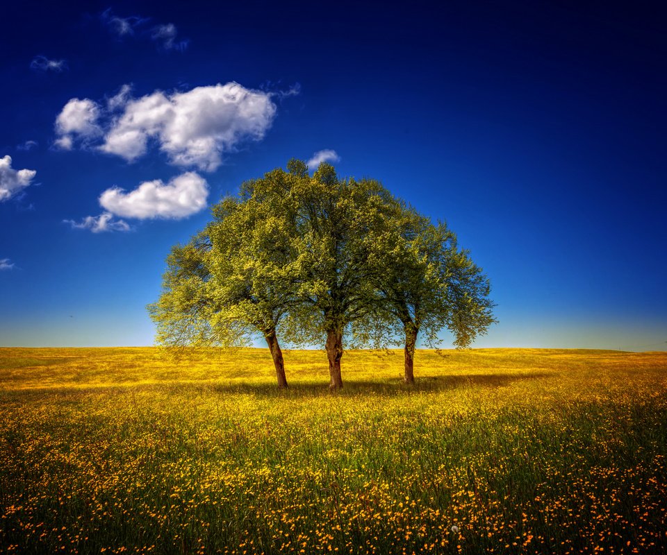 Обои небо, цветы, деревья, пейзаж, поле, луг, the sky, flowers, trees, landscape, field, meadow разрешение 1920x1280 Загрузить