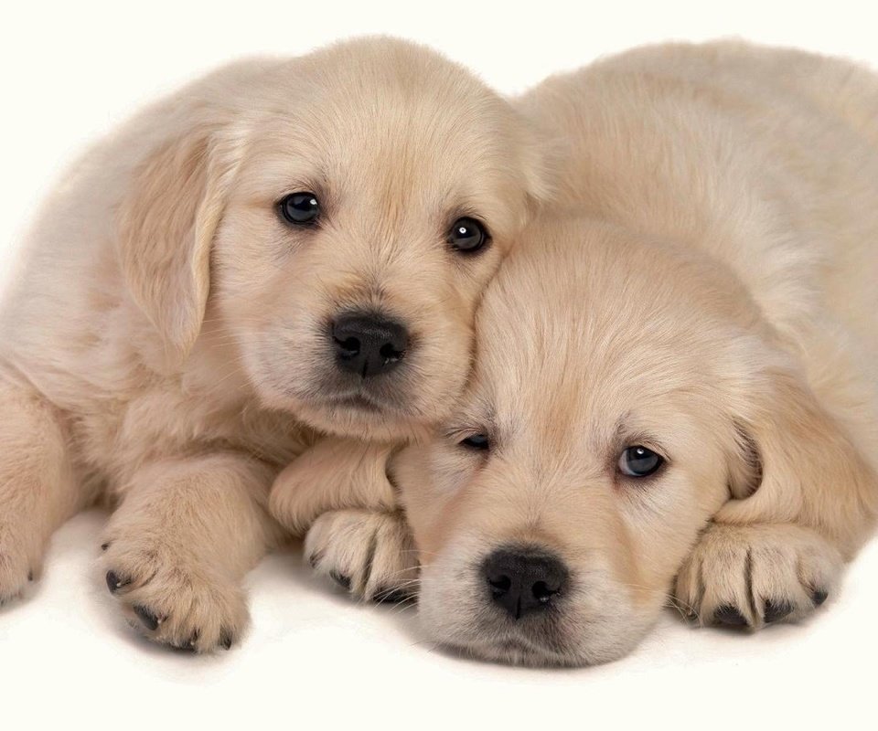 Обои фон, щенки, милые, background, puppies, cute разрешение 1920x1200 Загрузить