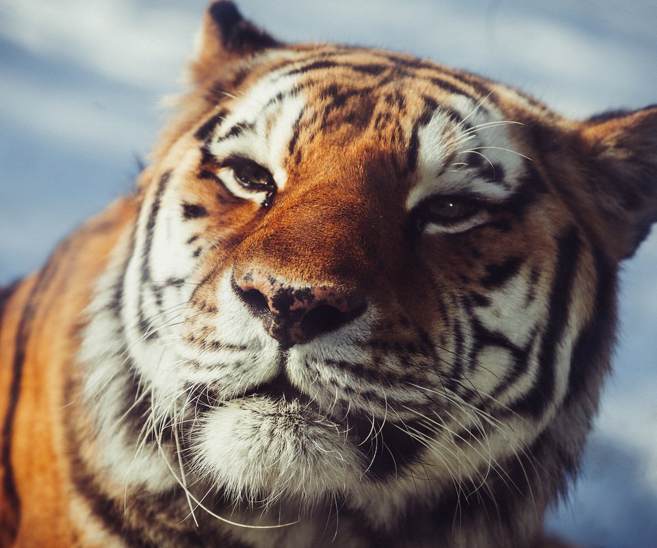 Обои тигр, взгляд, хищник, амурский, tiger, look, predator, amur разрешение 2048x1365 Загрузить
