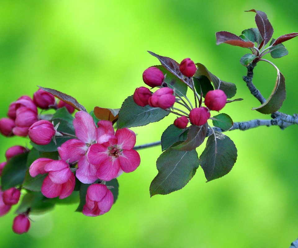 Обои цветы, ветка, цветение, сад, весна, яблоня, flowers, branch, flowering, garden, spring, apple разрешение 2560x1600 Загрузить