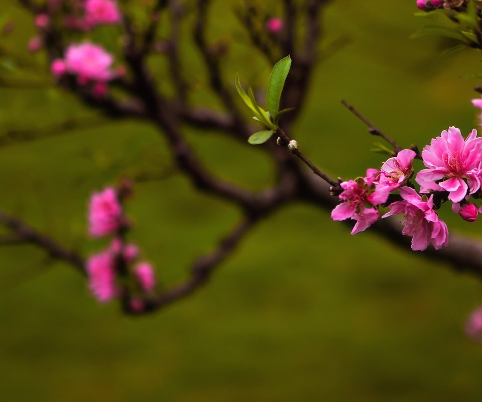 Обои цветы, цветение, листья, ветки, весна, сакура, flowers, flowering, leaves, branches, spring, sakura разрешение 2047x1296 Загрузить