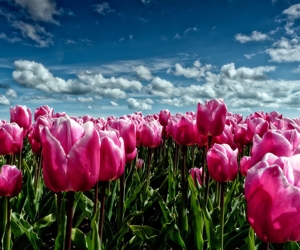 Обои небо, цветы, облака, поле, луг, весна, тюльпаны, розовые, the sky, flowers, clouds, field, meadow, spring, tulips, pink разрешение 2048x1365 Загрузить