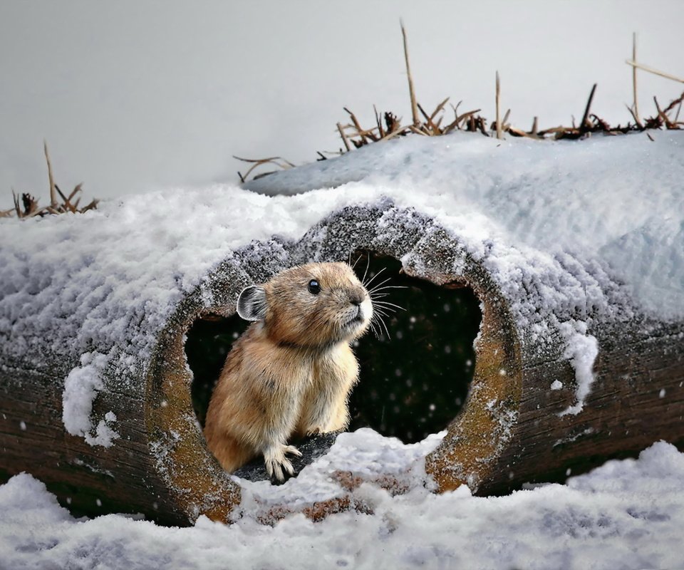 Обои снег, природа, зима, бревно, мышка, грызун, snow, nature, winter, log, mouse, rodent разрешение 2560x1798 Загрузить