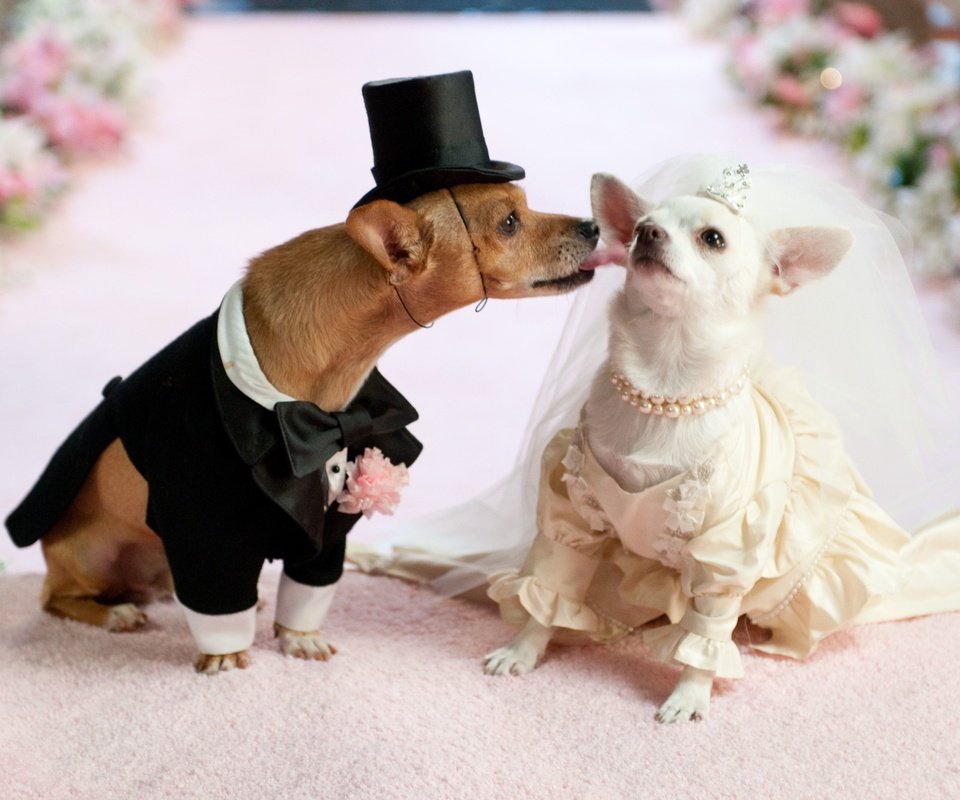 Обои платье, юмор, костюм, свадьба, собаки, чихуахуа, dress, humor, costume, wedding, dogs, chihuahua разрешение 4288x2848 Загрузить