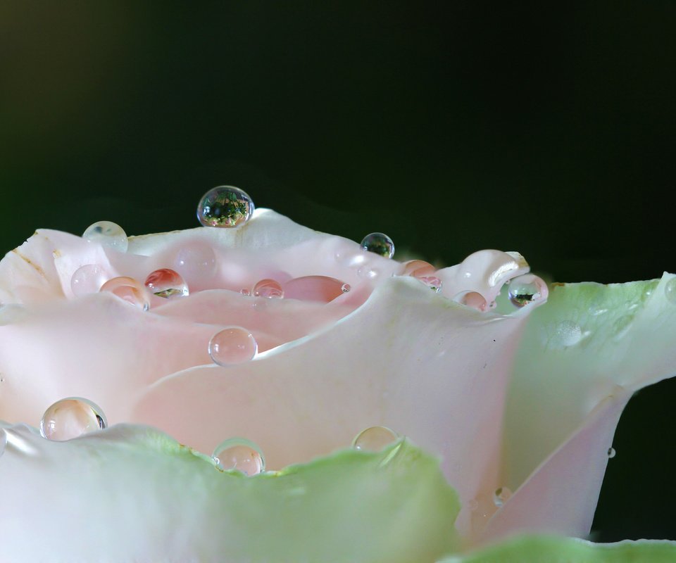 Обои вода, макро, цветок, роса, капли, роза, лепестки, белая, water, macro, flower, rosa, drops, rose, petals, white разрешение 2048x1235 Загрузить