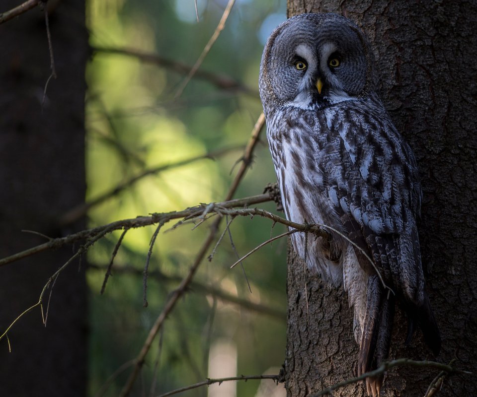 Обои сова, дерево, лес, птица, неясыть,   сова, owl, tree, forest, bird разрешение 2048x1337 Загрузить