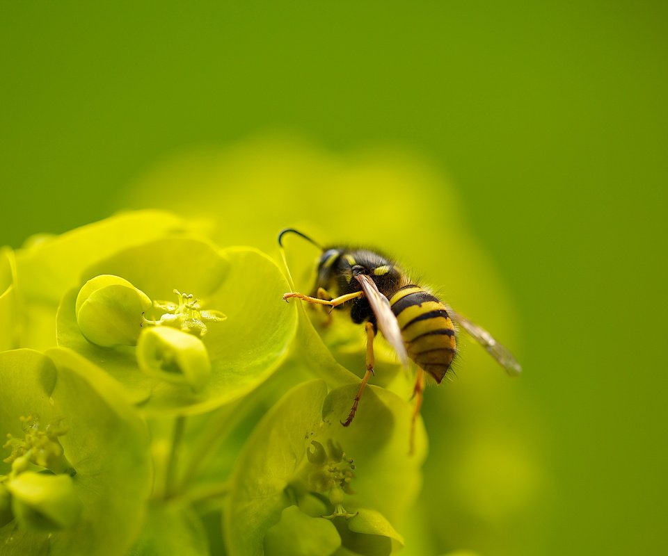 Обои макро, насекомое, цветок, пчела, macro, insect, flower, bee разрешение 2560x1600 Загрузить