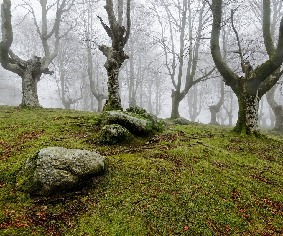 Обои деревья, природа, камни, лес, туман, мох, trees, nature, stones, forest, fog, moss разрешение 2000x1325 Загрузить