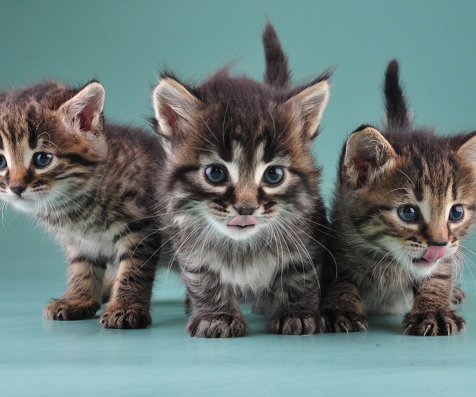 Обои кошки, котята, маленькие, милые, little kittens, cats, kittens, small, cute разрешение 1920x1200 Загрузить