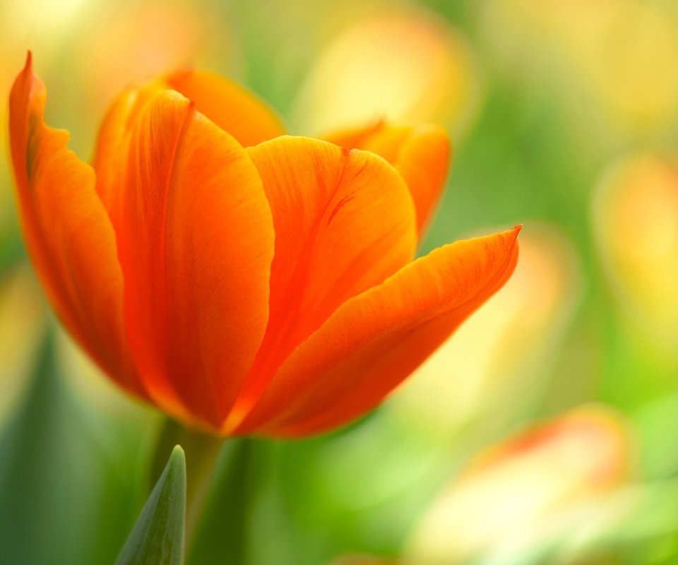 Обои природа, макро, цветок, лепестки, оранжевый, тюльпан, nature, macro, flower, petals, orange, tulip разрешение 2048x1363 Загрузить
