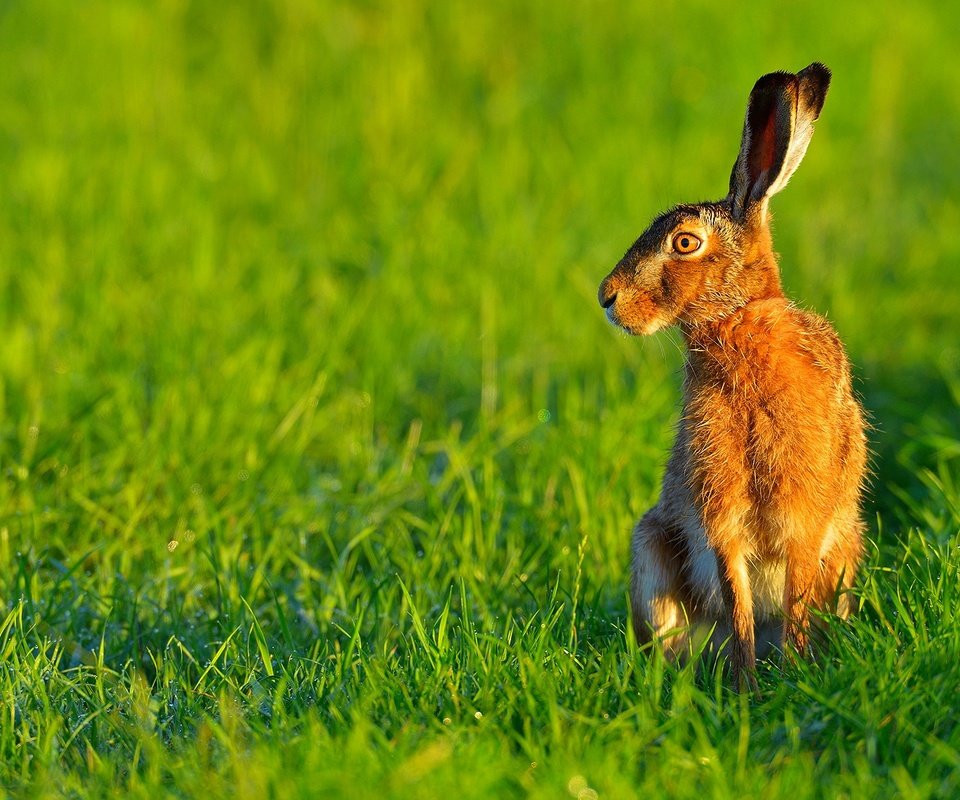 Обои трава, природа, ушки, животное, заяц, grass, nature, ears, animal, hare разрешение 1920x1200 Загрузить