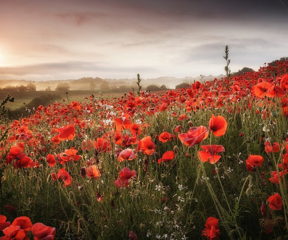 Обои цветы, облака, холмы, поле, маки, луг, flowers, clouds, hills, field, maki, meadow разрешение 2048x1365 Загрузить