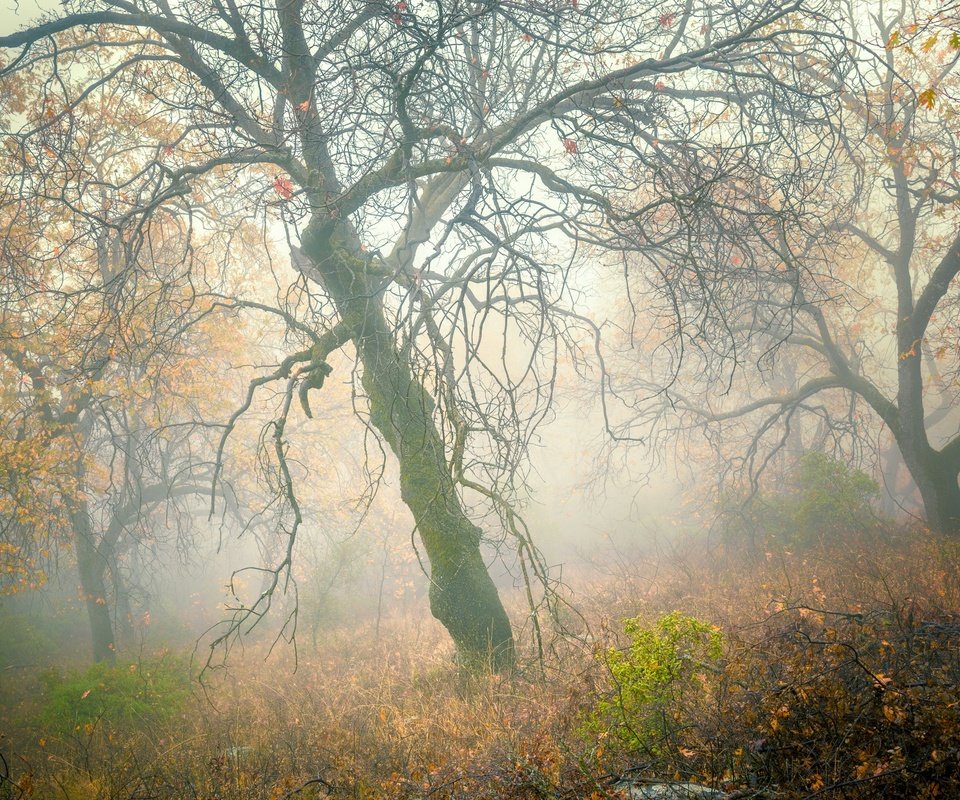 Обои деревья, лес, туман, склон, осень, trees, forest, fog, slope, autumn разрешение 2048x1470 Загрузить