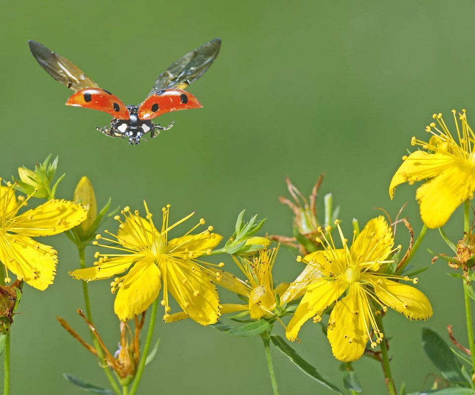 Обои цветы, зверобой, макро, насекомое, полет, крылья, божья коровка, желтые, желтые цветы, flowers, st. john's wort, macro, insect, flight, wings, ladybug, yellow, yellow flowers разрешение 1920x1080 Загрузить
