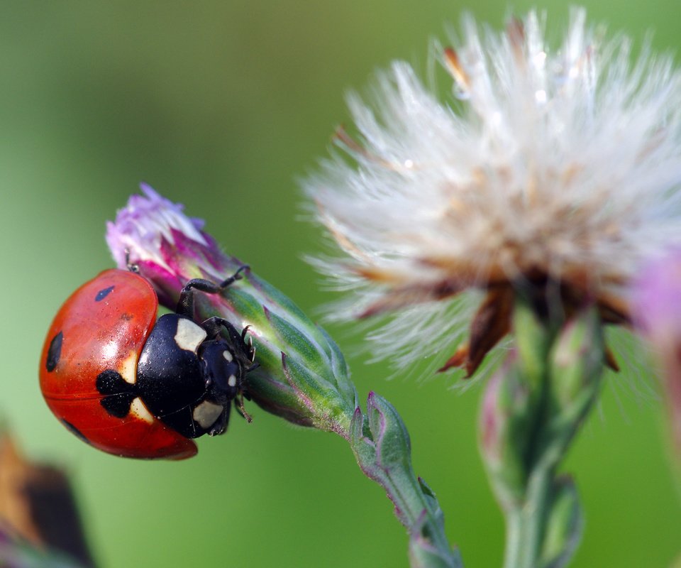 Обои жук, макро, насекомое, цветок, божья коровка, ziva & amir, beetle, macro, insect, flower, ladybug разрешение 3786x2397 Загрузить