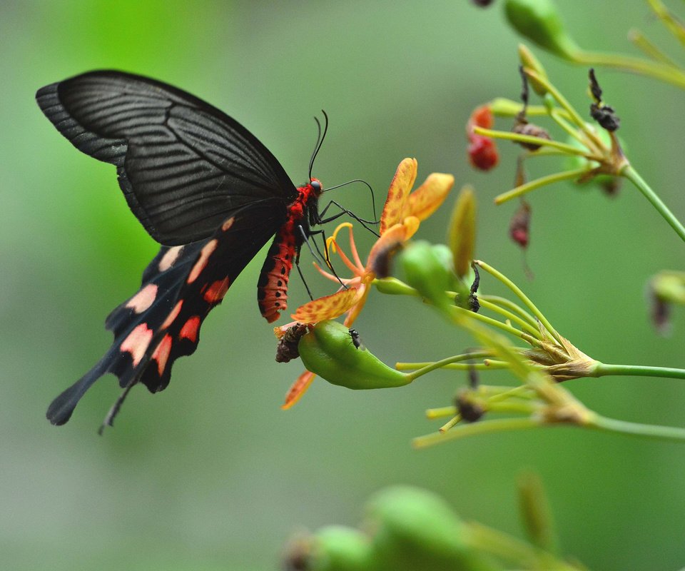 Обои цветы, насекомое, бабочка, крылья, растение, flowers, insect, butterfly, wings, plant разрешение 2048x1363 Загрузить