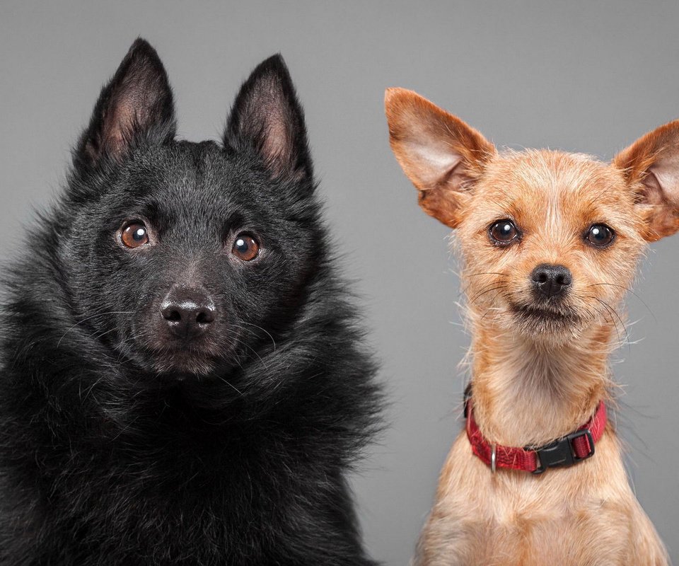 Обои взгляд, уши, ошейник, собаки, мордочки, шипперке, австралийский келпи, келпи, look, ears, collar, dogs, faces разрешение 1920x1200 Загрузить