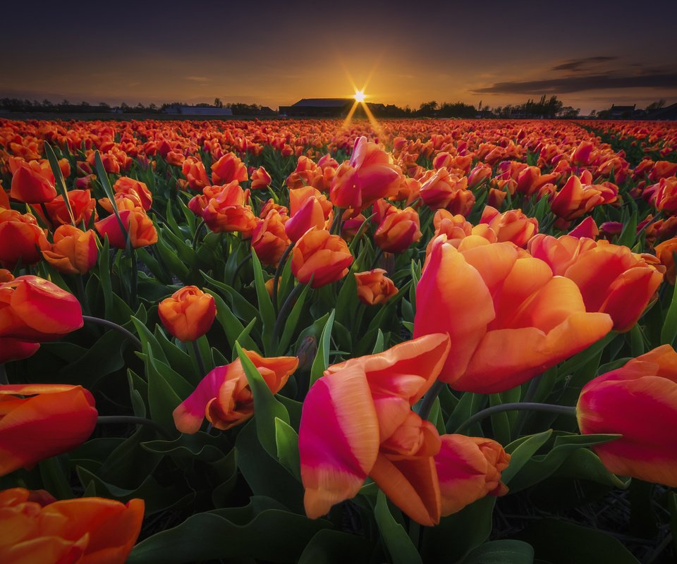 Обои цветы, закат, поле, весна, тюльпаны, flowers, sunset, field, spring, tulips разрешение 2048x1366 Загрузить