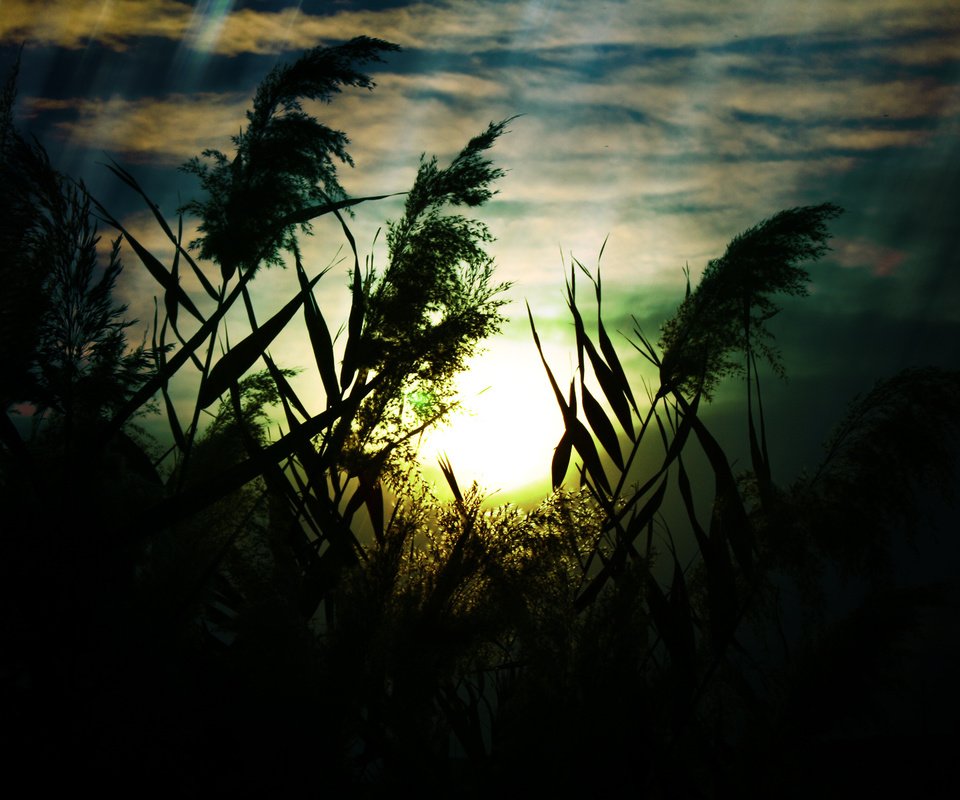 Обои небо, трава, облака, природа, макро, поле, колоски, the sky, grass, clouds, nature, macro, field, spikelets разрешение 1920x1200 Загрузить