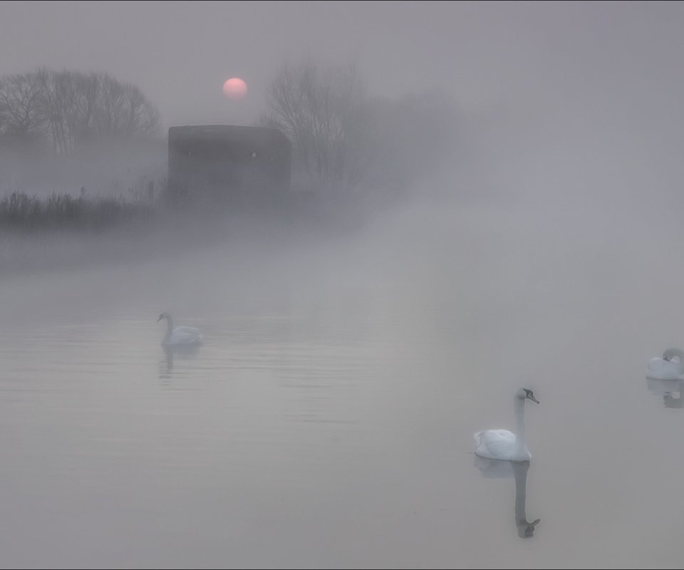 Обои озеро, природа, утро, туман, птицы, лебеди, lake, nature, morning, fog, birds, swans разрешение 2002x1124 Загрузить