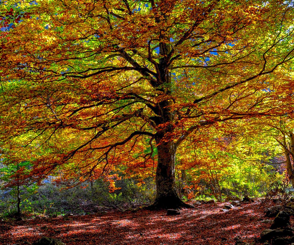 Обои деревья, природа, лес, листья, осень, trees, nature, forest, leaves, autumn разрешение 1920x1207 Загрузить