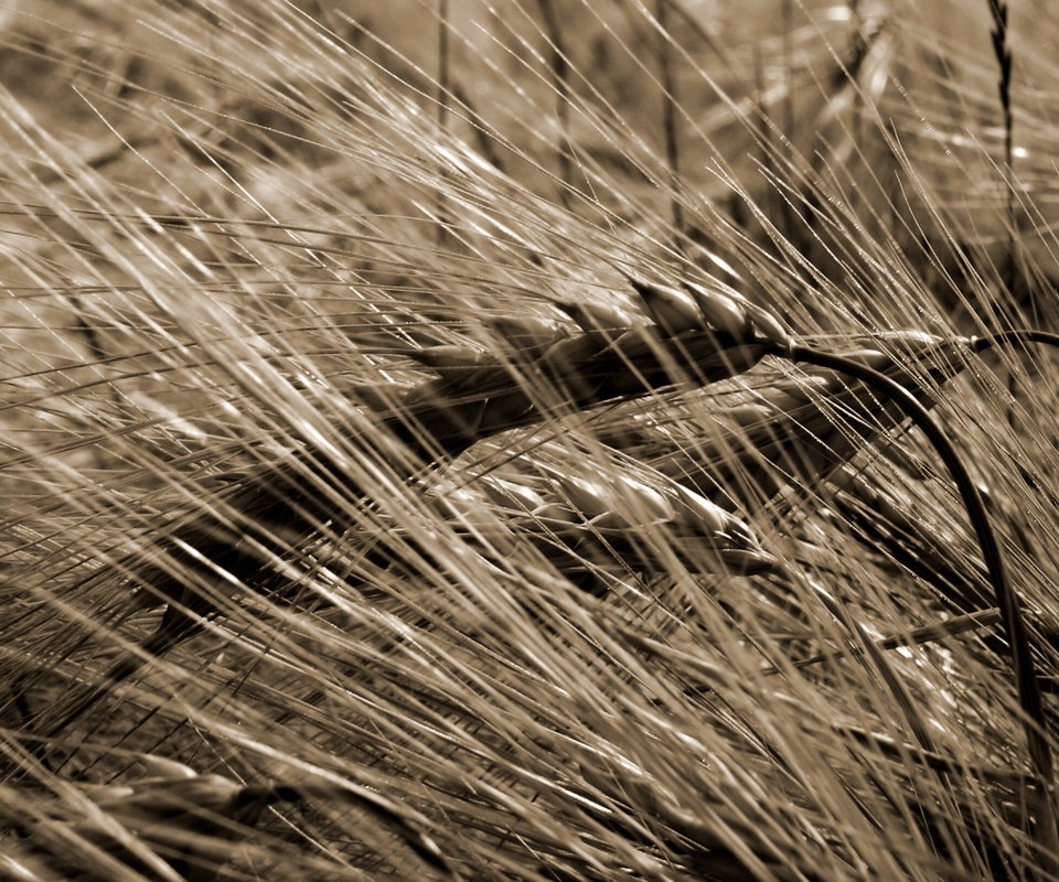 Обои природа, макро, поле, сепия, колосья, пшеница, урожай, nature, macro, field, sepia, ears, wheat, harvest разрешение 2560x1600 Загрузить