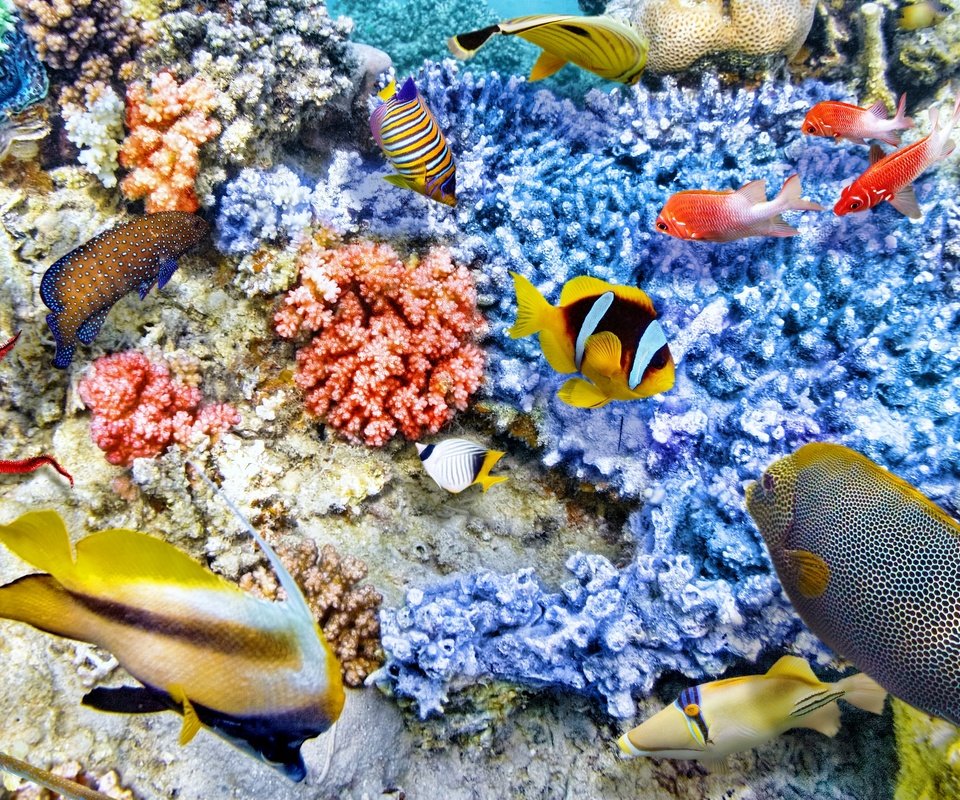 Обои рыбки, океан, подводный мир, коралловый риф, fish, the ocean, underwater world, coral reef разрешение 2880x1920 Загрузить