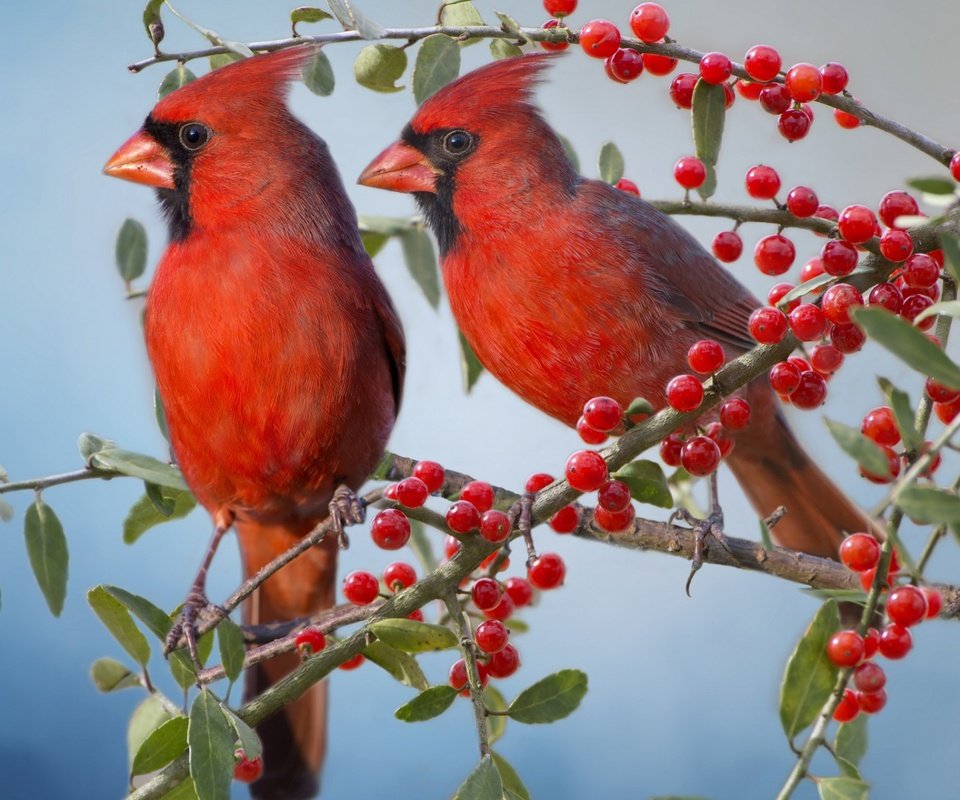 Обои ветки, птицы, парочка, ягоды, красный кардинал, кардиналы, branches, birds, a couple, berries, red cardinal, the cardinals разрешение 1920x1200 Загрузить