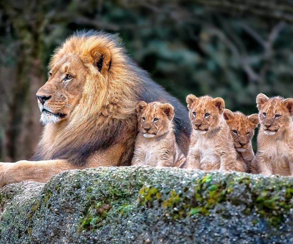Обои природа, львы, семья, лев, львята, nature, lions, family, leo, the cubs разрешение 1920x1200 Загрузить