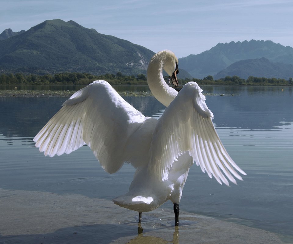 Обои озеро, горы, природа, крылья, птица, лебедь, белый лебедь, лебедь-шипун, lake, mountains, nature, wings, bird, swan, white swan разрешение 2000x1124 Загрузить