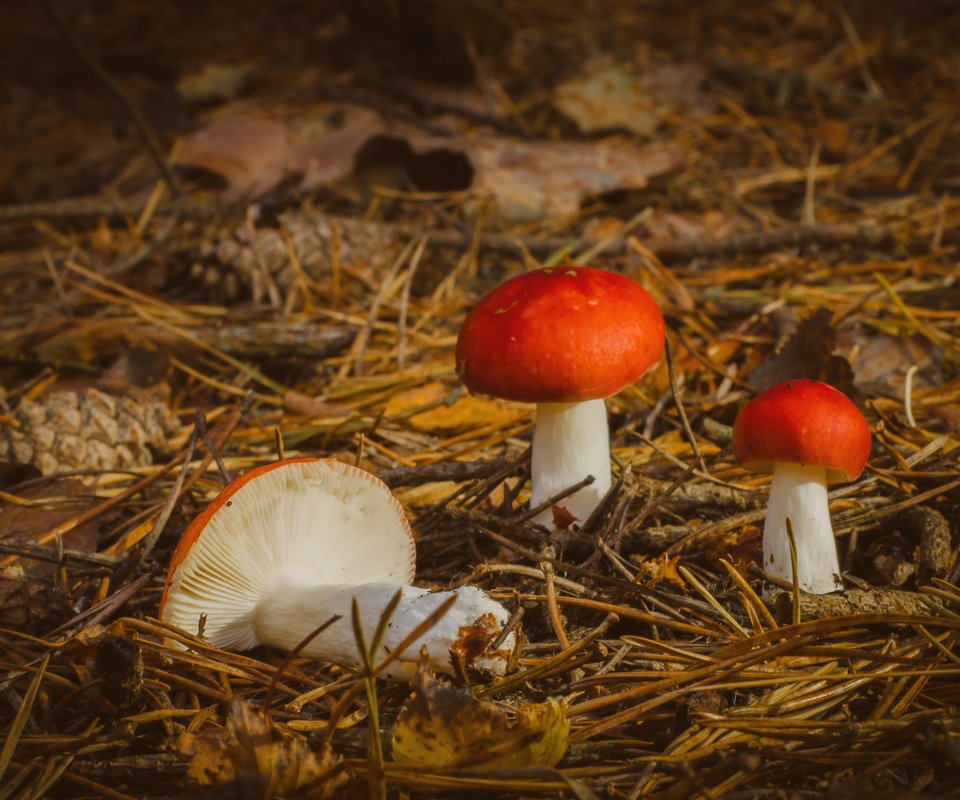 Обои природа, осень, грибы, nature, autumn, mushrooms разрешение 3527x2336 Загрузить