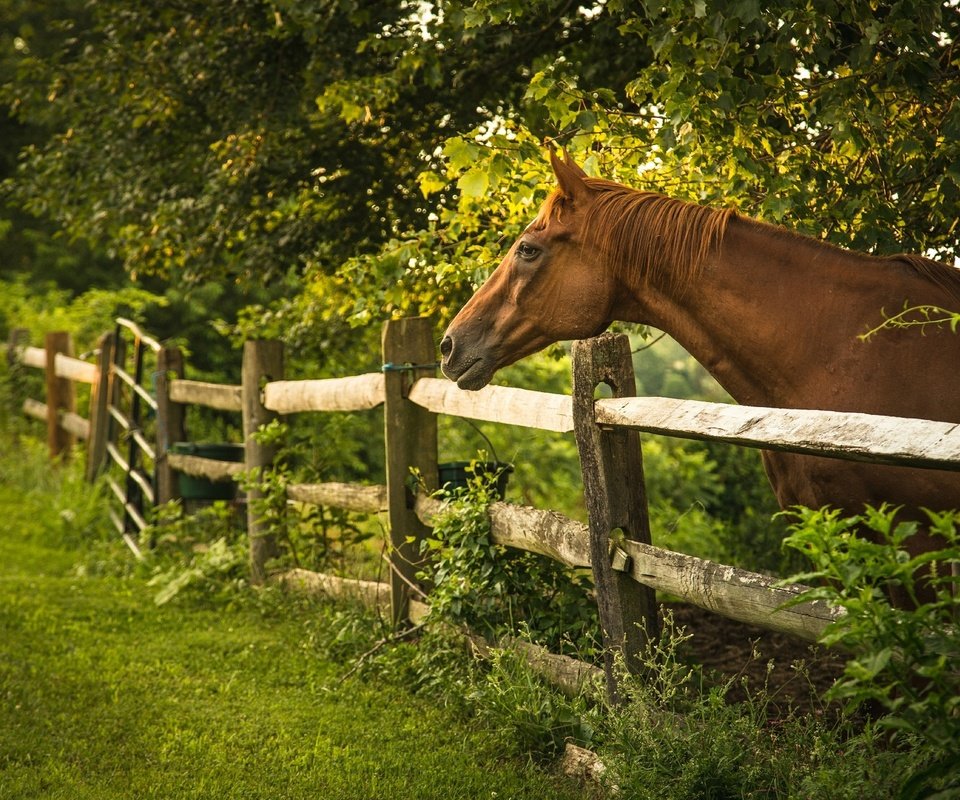 Обои лошадь, деревья, лето, забор, ограда, horse, trees, summer, the fence, fence разрешение 2048x1362 Загрузить