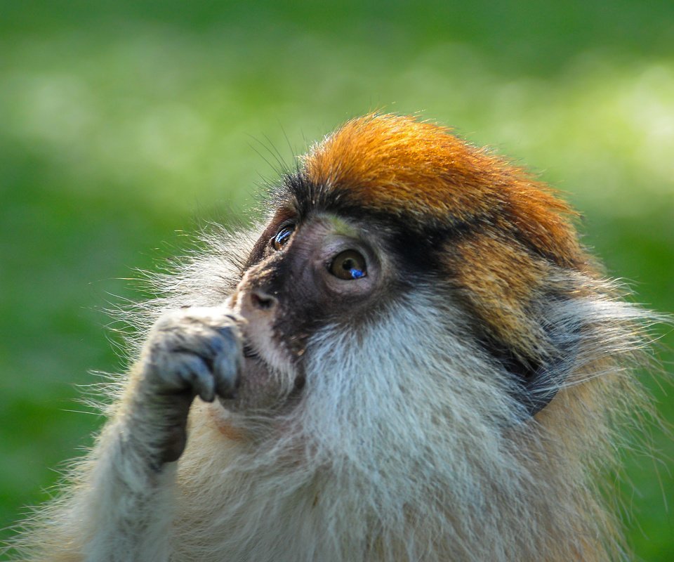 Обои шерсть, взгляд, обезьяна, примат, wool, look, monkey, the primacy of разрешение 2048x1360 Загрузить