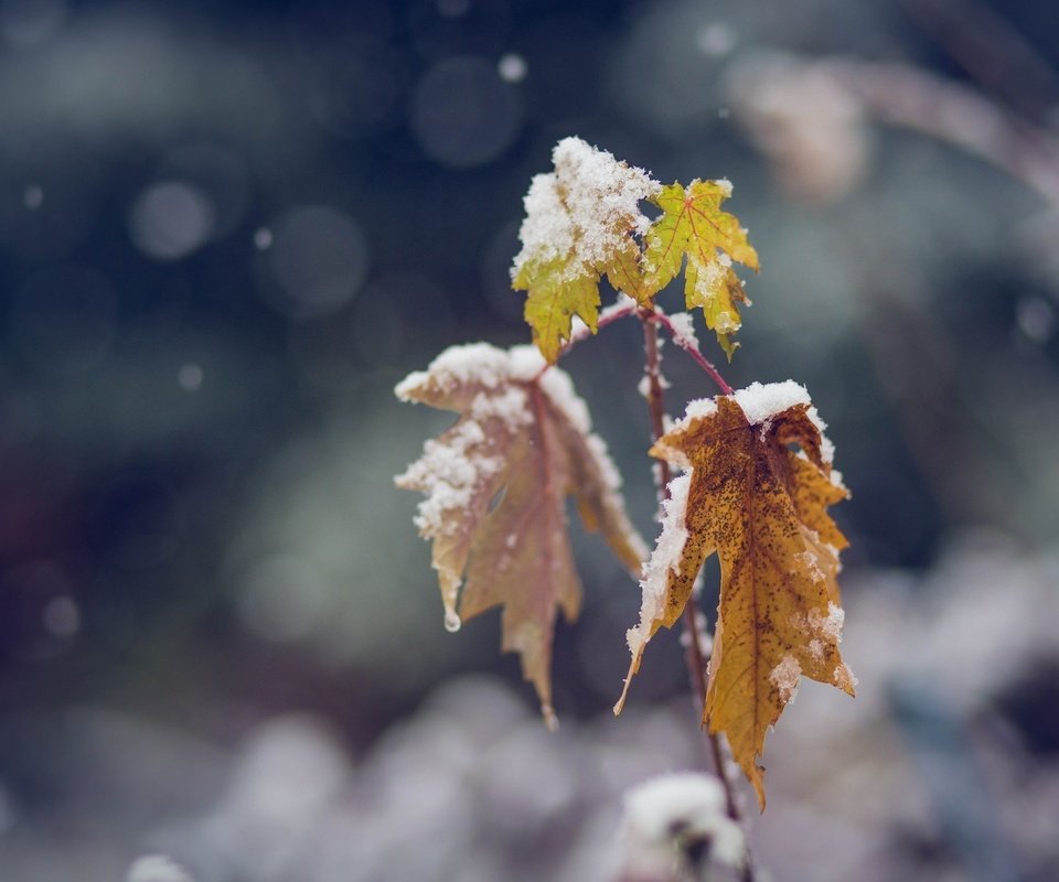 Обои ветка, снег, цвета, листья, зима, макро, холод, branch, snow, color, leaves, winter, macro, cold разрешение 2048x1365 Загрузить