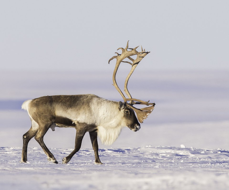 Обои снег, олень, рога, тундра, северный, snow, deer, horns, tundra, north разрешение 2048x1365 Загрузить
