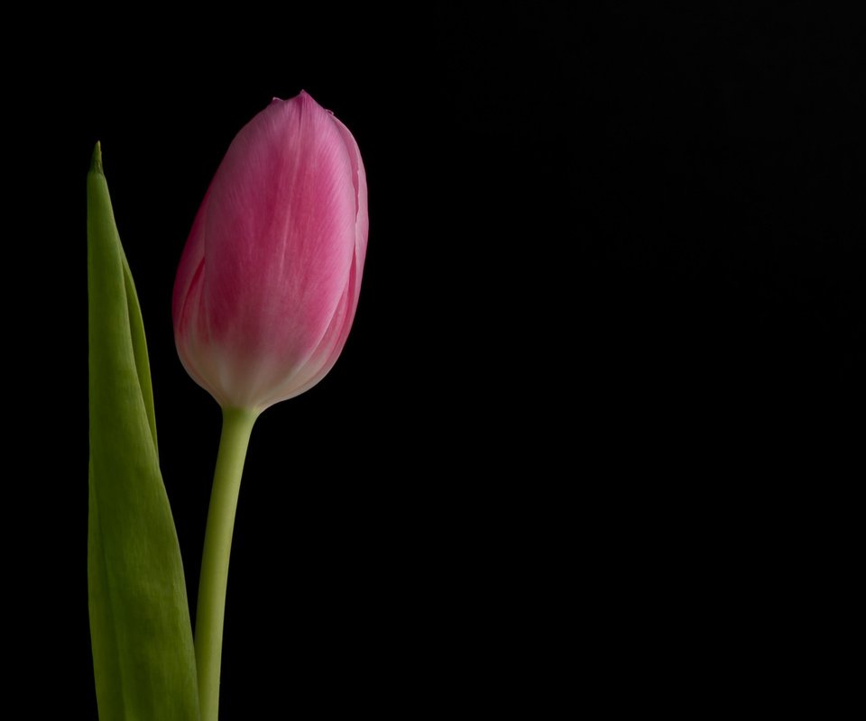 Обои фон, цветок, бутон, черный фон, розовый, тюльпан, background, flower, bud, black background, pink, tulip разрешение 2048x1367 Загрузить