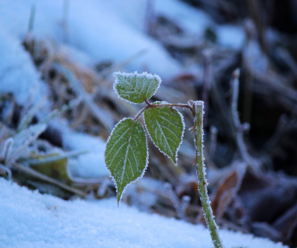 Обои снег, природа, зима, листочки, веточки, snow, nature, winter, leaves, twigs разрешение 2048x1365 Загрузить