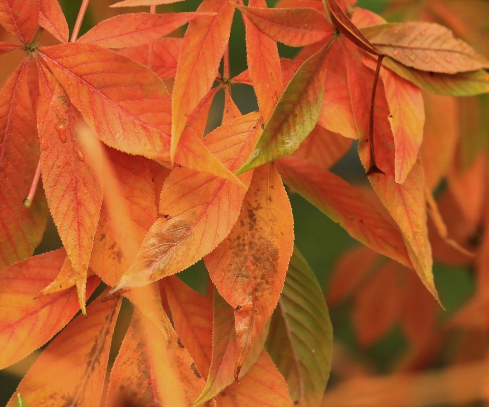 Обои природа, листья, осень, nature, leaves, autumn разрешение 2560x1707 Загрузить