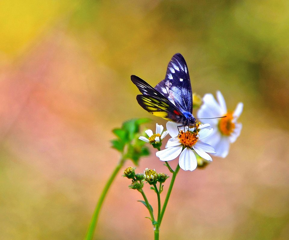 Обои цветы, фон, бабочка, белые, космея, flowers, background, butterfly, white, kosmeya разрешение 1920x1200 Загрузить