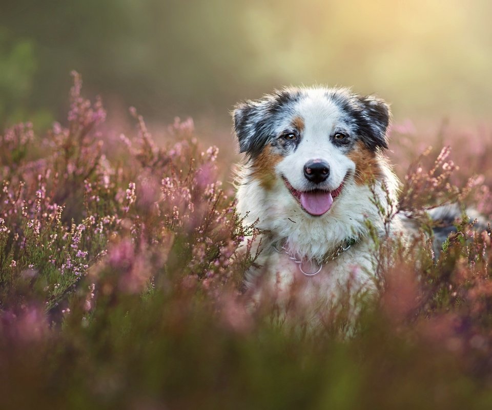 Обои морда, собака, вереск, австралийская овчарка, аусси, face, dog, heather, australian shepherd, aussie разрешение 2880x1920 Загрузить