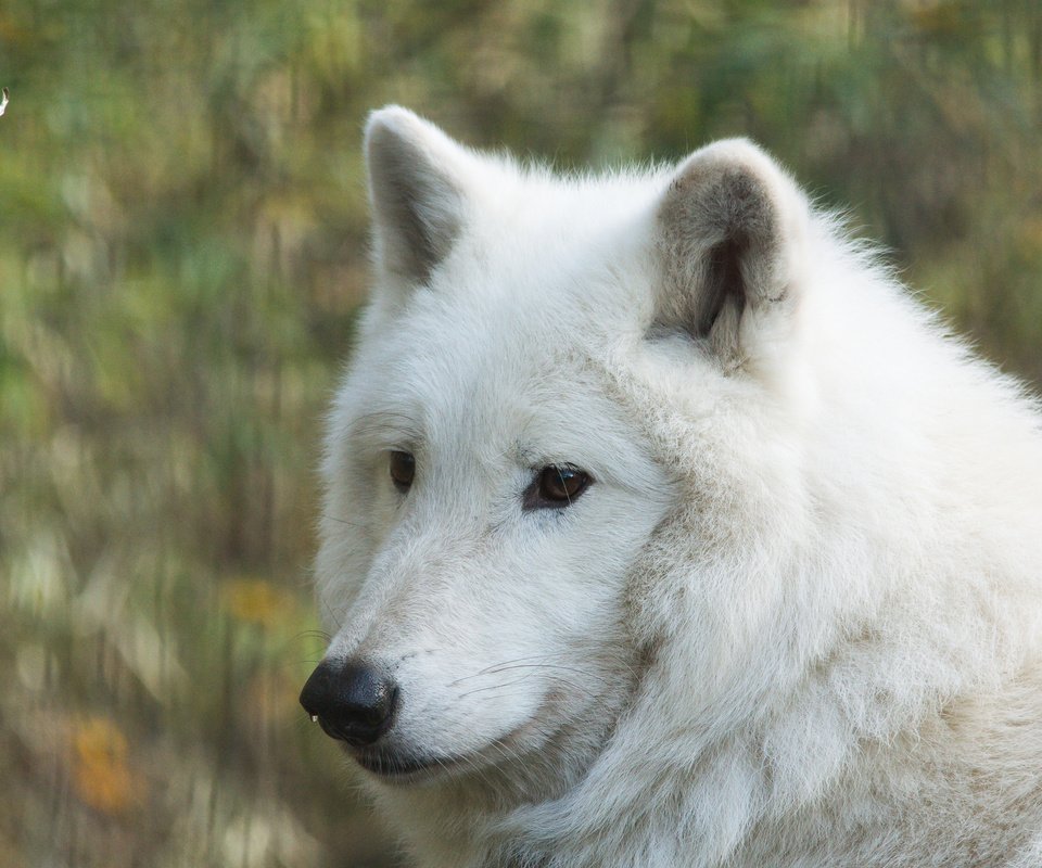 Обои морда, портрет, волк, белый волк, face, portrait, wolf, white wolf разрешение 3000x2000 Загрузить