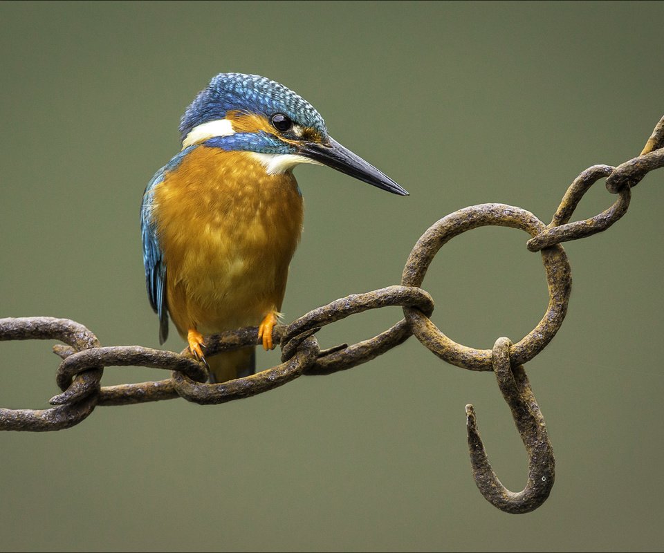 Обои фон, птица, цепь, зимородок, крючок, background, bird, chain, kingfisher, hook разрешение 2002x1335 Загрузить