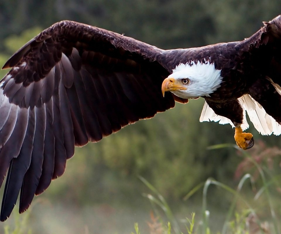 Обои природа, крылья, хищник, птица, белоголовый орлан, хищная птица, nature, wings, predator, bird, bald eagle, bird of prey разрешение 1921x1080 Загрузить