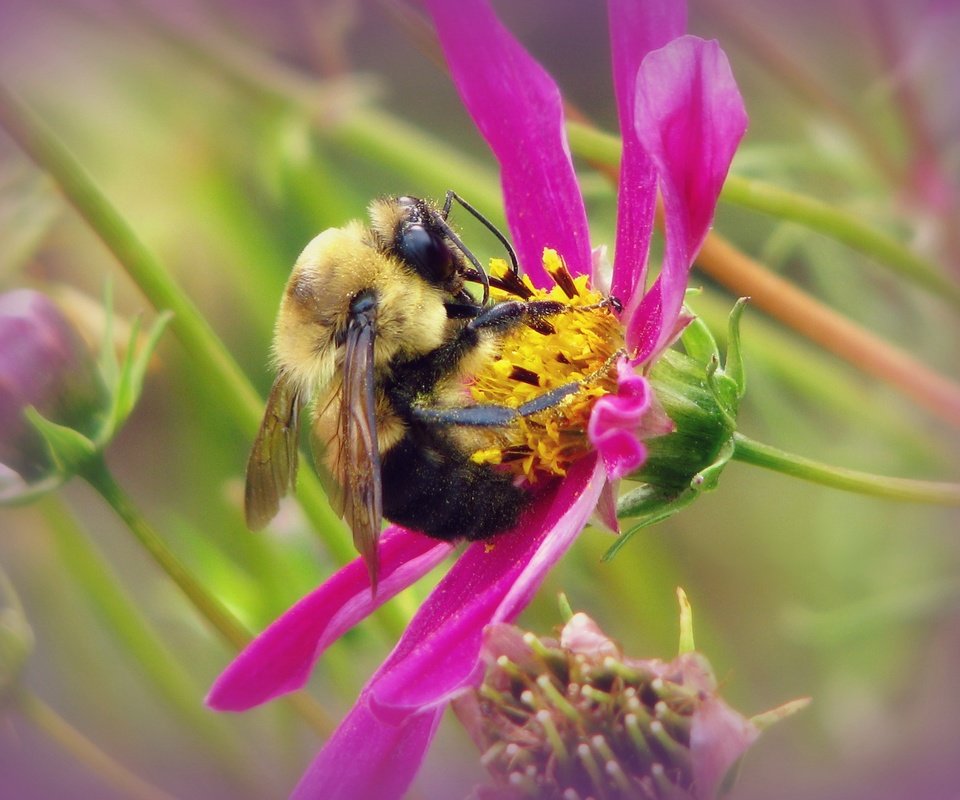 Обои макро, насекомое, цветок, шмель, macro, insect, flower, bumblebee разрешение 3128x2346 Загрузить